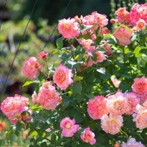 Edelrose Augusta Luise