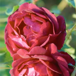 Kletterrose Rosengarten Zweibrücken