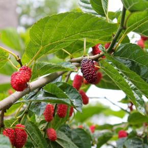 Rote Maulbeere