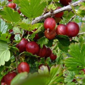 Rote Stachelbeere Remarka