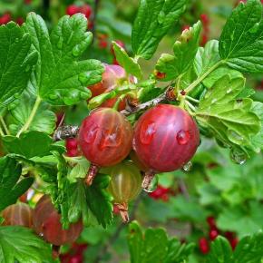 Rote Stachelbeere Captivator