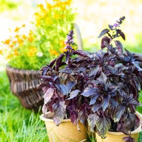 Basilikum Rotblättrig Pflanze