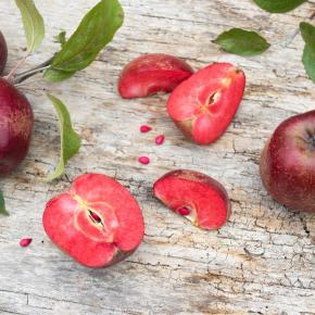Säulen Apfelbaum Rotfleischiger 'Red Meryll'