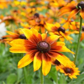 Sonnenhut Herbstwald Rudbeckia Pflanze