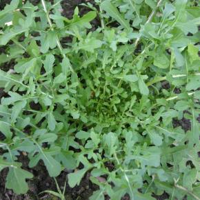 Rucola Esmee