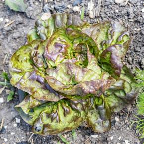 Kopfsalat Roter Butterhäuptl