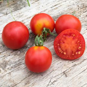 Salattomate Quedlinburger Frühe Liebe