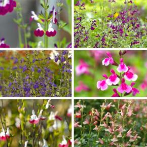 Staudensortiment Salbei-Sorten