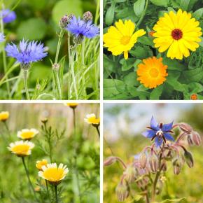 essbare Blüten: Ringelblume, Borretsch, Kornblume und gelbe Wucherblume