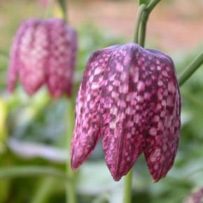 Schachbrettblume