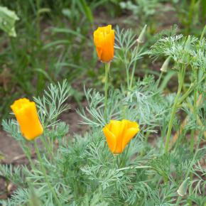 Goldmohn Schlafmützchen