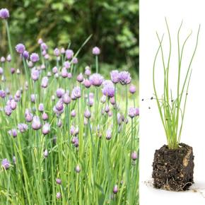 Schnittlauch Biggy Pflanze