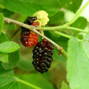 Schwarze Maulbeere