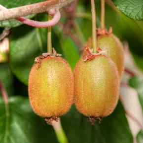 Selbstfruchtbare Kiwi Jenny (Actinidia deliciosa)