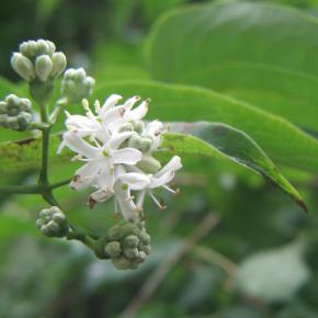 Sieben-Söhne-des-Himmels-Strauch<br>(Heptacodium miconioides)