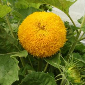 Zwerg-Sonnenblume Gold Coin