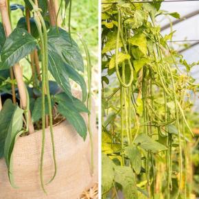 Spaghettibohne Canetti Pflanze