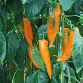 Paprika Kyra Pflanze