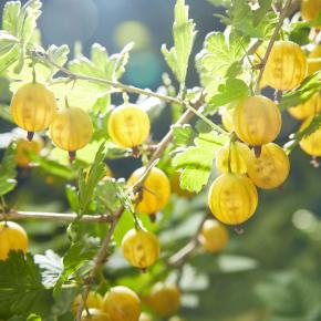 Stachelbeere Crispa Goldling