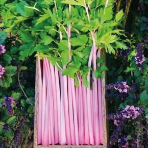 Stangensellerie Chinese Pink Celery