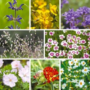 Staudensortiment Inspiration Blumenwiese