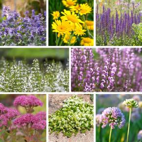 Staudensortiment Bienen- und Insektenweide