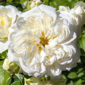 Strauchrose Alba Maxima