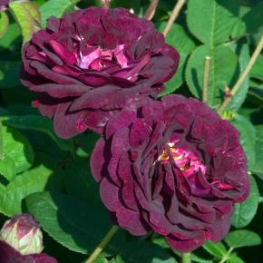 Strauchrose Tuscany Superb