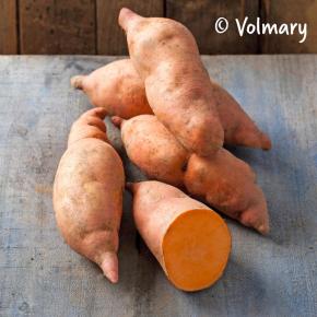 Süßkartoffel<br>Vineland Compact Orange<br>Pflanze