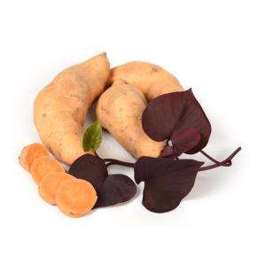 Süßkartoffel Kaukura Pflanze