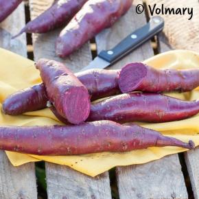 Süßkartoffel<br>Erato® Violet<br>Pflanze