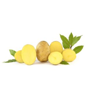 Taormina Pflanzkartoffeln, bio