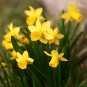 Cyclamineus-Narzisse Tête-a-Tête, Pflanze