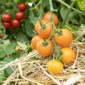 Buschtomate Ida Gold
