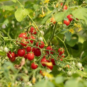 Balkontomate Sterntaler