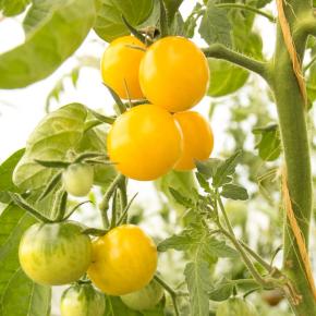 Cocktailtomate Dorada Pflanze