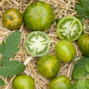 Salattomate Green Zebra Pflanze