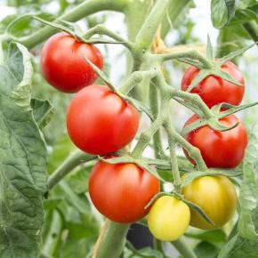 Bio Tomatenpflanzen kaufen