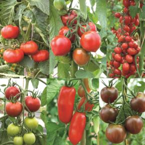 Tomatenpflanzen-Sortiment
