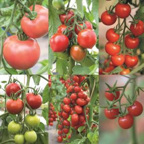 Tomatenpflanzensortiment