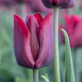 Triumph-Tulpe Ronaldo