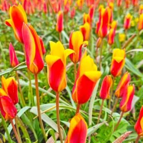 Wildtulpe Tulipa clusiana var. Chrysantha