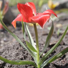 Wildtulpe<br>Tulipa linifolia
