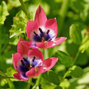 Wildtulpe Little Beauty
