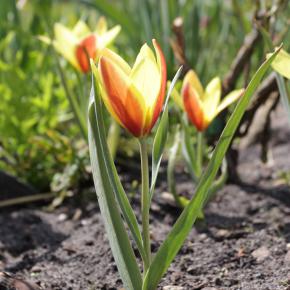 Wildtulpe Taco