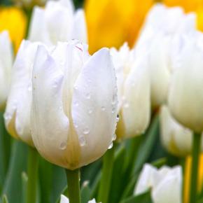 Triumph-Tulpe Royal Virgin