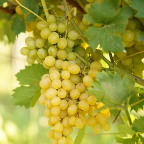 Weiße Tafeltraube Palatina