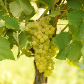 Weiße Tafeltraube Romulus