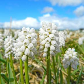 Traubenhyazinthe White Magic, Pflanze