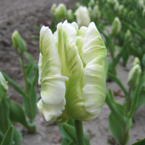 Papagei-Tulpe White Rebel